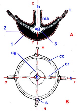 coupes schématiques de Pelagia noctiluca