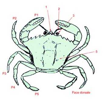 schéma face dorsale du crabe