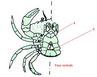 schéma face ventrale du crabe