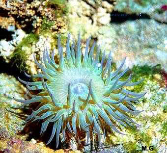 photo de l'anémone de mer Cribinopsis crassa