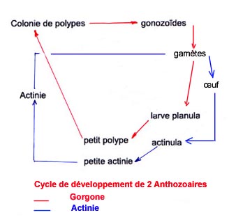 schéma du cycle de développement de 2 anthozoaires