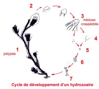 schéma du cycle de développement d'un hydrozoaire