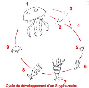 Cycle scyphozoaoires