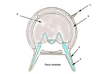 coupe d'un bras d'Ophiothrix fragilis