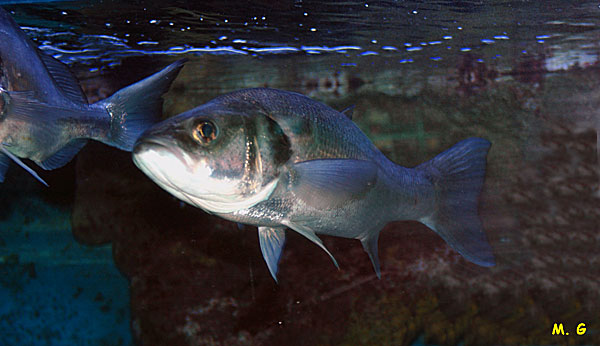 photo du bar commun ou loup de Méditerranée, Dicentrarchus labrax