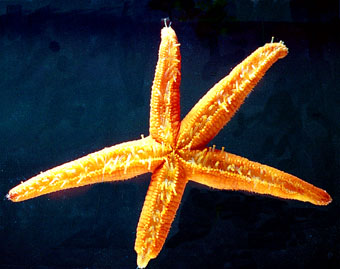 photo de l'étoile de mer rouge, Echinaster sepositus