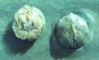 photo de l'oursin en forme de cœur, Echinocardium cordatum
