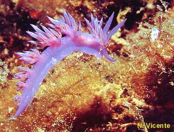 photo de Flabellina affinis
