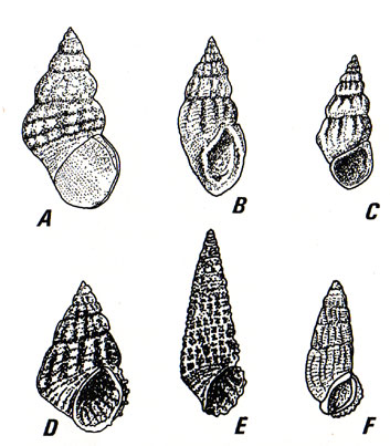 Gastéropodes des feuilles