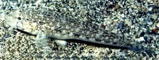 photo du gobie varié, Pomatoschistus pictus