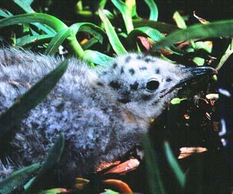 photo d'un juvénile de goéland leucophée, Larus michaellis