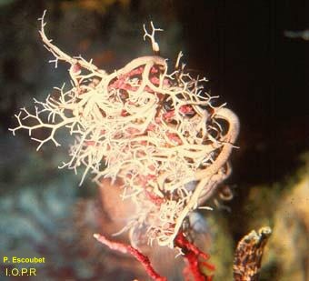 photo de gorgonocéphale, Gorgonocephalus mediterraneus