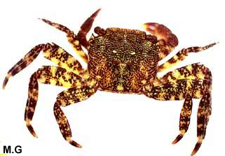 photo du grapse marbré, Grapsus marmoratus