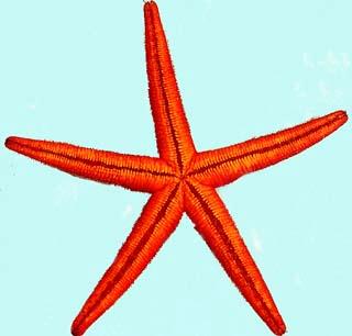 photo de la face ventrale de l'étoile de mer lisse, Hacelia attenuata
