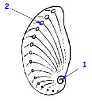 schéma de la coquille de l'ormeau, Haliotis lamellosa