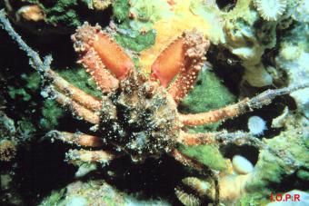photo de l'araignée de mer ridée, Herbsia condyliata