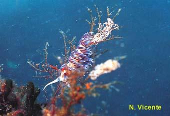 photo de la limace de mer, Cratena peregrina