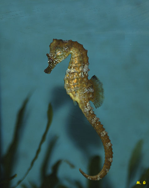 photo de Hippocampus hippocampus