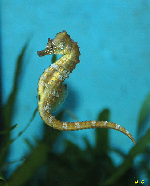 Hippocampus2