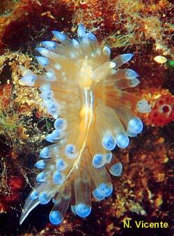 photo de Janolus cristatus