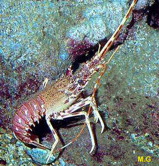 photo de la langouste, Palinurus elephas