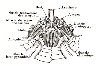 Schéma de la lanterne d'Aristote de l'oursin