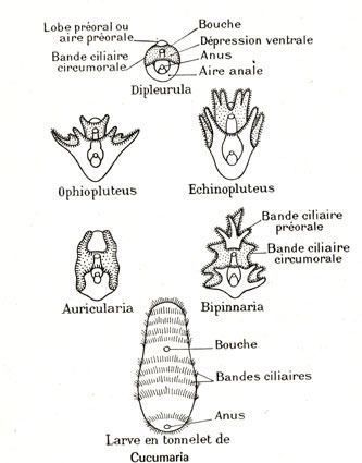 schémas de larves d'Echinodermes