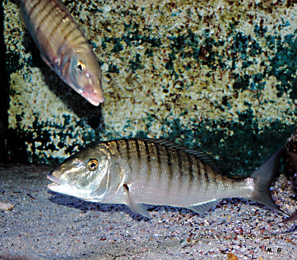 photo du marbré, Lithognathus mormyrus