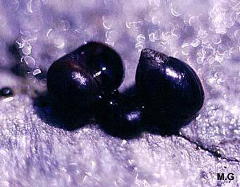 photo de la littorine à aspect de nérite, Littorina neritoides