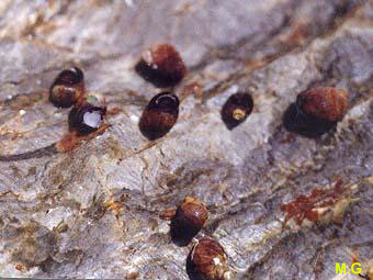 photo de littorine à aspect de nérite, Littorina neritoides (2)