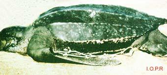 photo de la tortur luth, Dermochelys coriacea