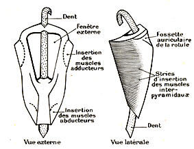 Schémas de la mâchoire de l'oursin