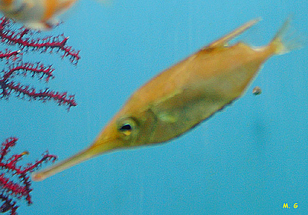 photo de la bécasse de mer, Macroramphosus scolopax