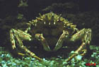 photo de la petite araignée de mer, Maja crispata