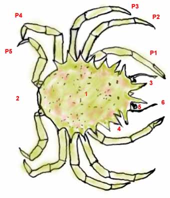 schéma de Maja crispata
