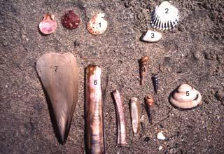 photo de quelques mollusques de Camargue