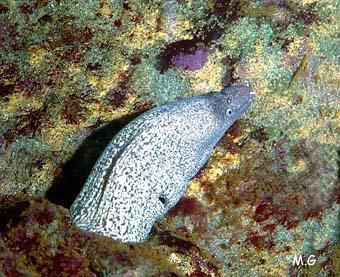 photo de la murène, Muraena helena