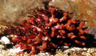 photo du faux-corail rouge, Myriapora truncata