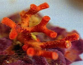 photo de détail de Myriapora truncata