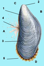 Schéma de la moule, Mytilus galloprovincialis