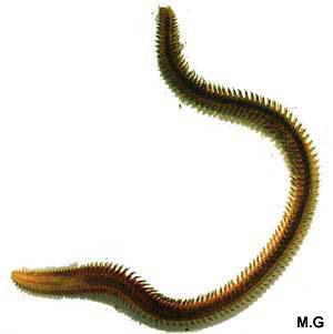 photo de Neptys sp.