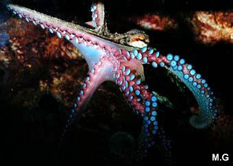 photo du poulpe commun, Octopus vulgaris