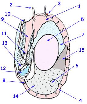 schéma d'un ormeau, Haliotis lamellosa