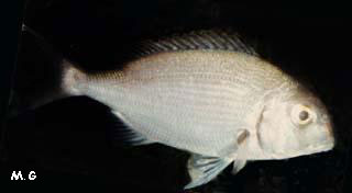 photo de pagre, Sparus pagrus