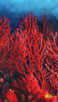 photo de de la gorgone chaméléon, Paramuricea clavata