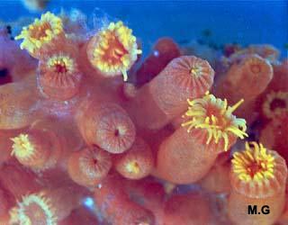 photo de Parazoanthus axinellea