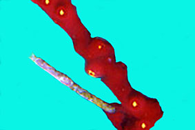 parerythopodium