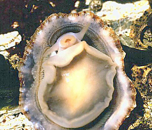 photo de la face ventrale de la patelle, Patella rustica