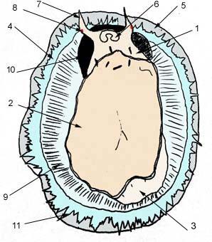 schéma de la face ventrale de la patelle, Patella rustica