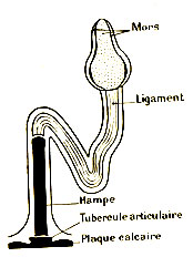 schéma de pédicellaire d'oursin